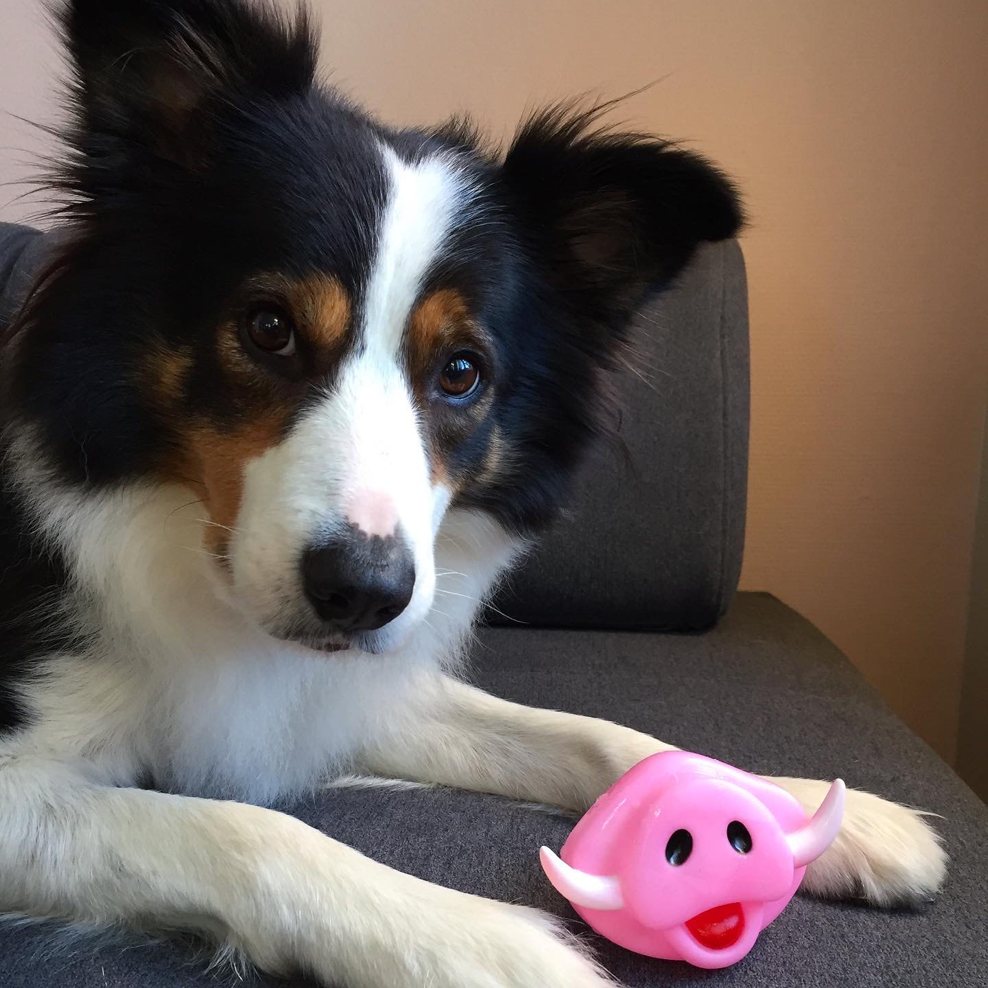 Dog toys for clearance smart dogs